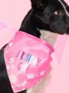NEW Birthday Girl Dog Bandana